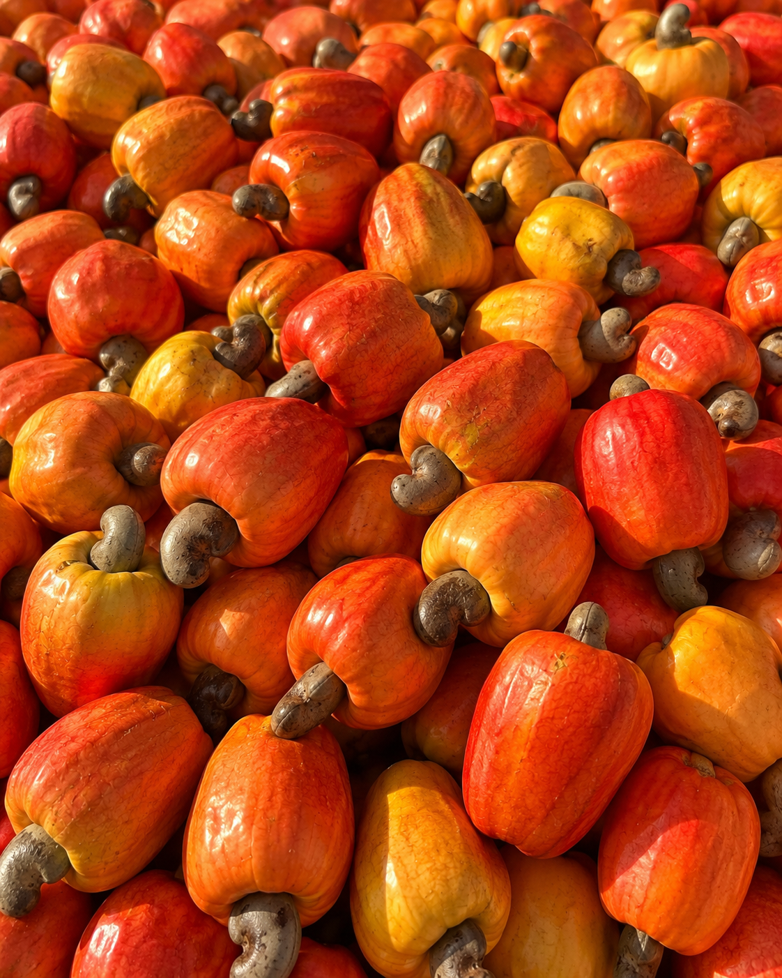 Fermentação base do espumante AKAÎU